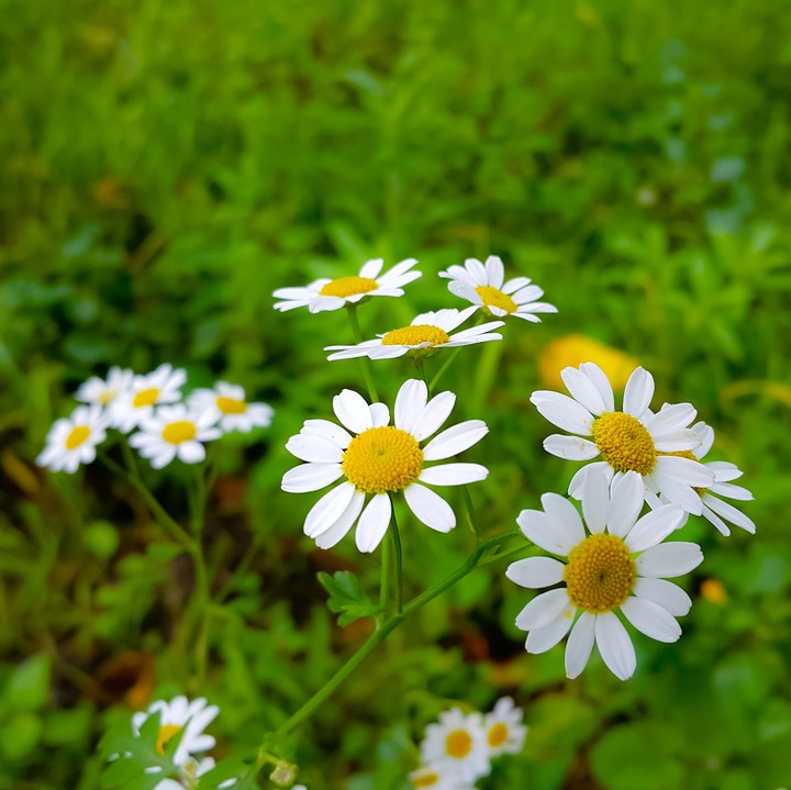 daisy