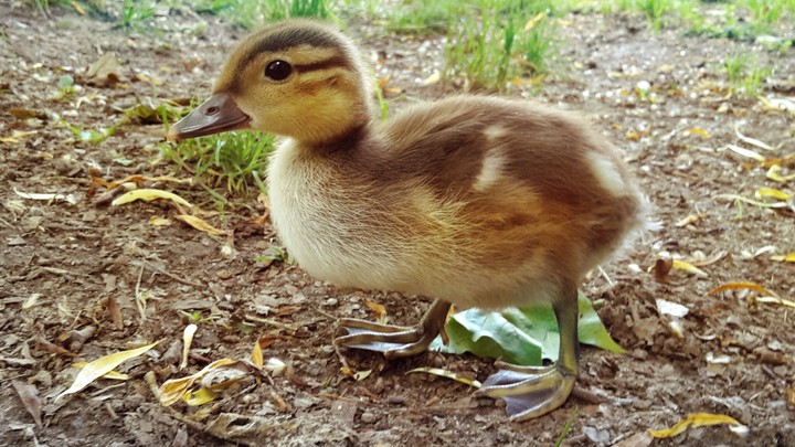 baby Duck