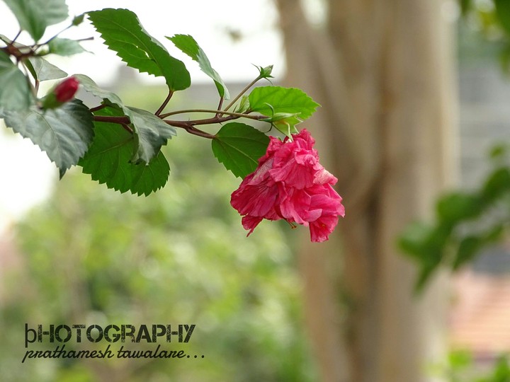 #hibiscus_aRt....