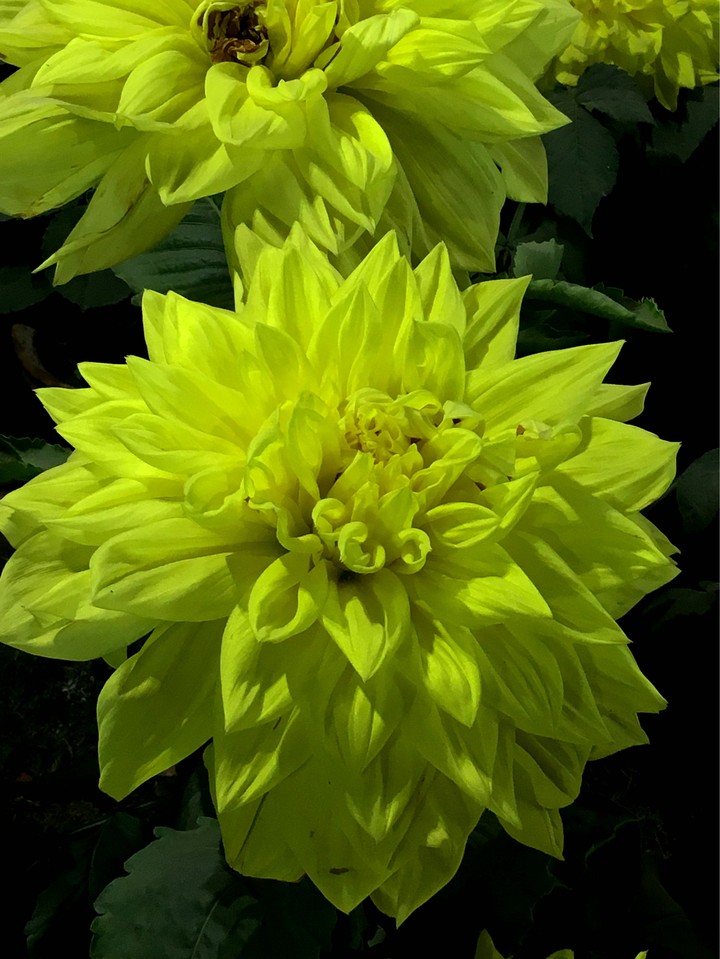 beautiful flower
