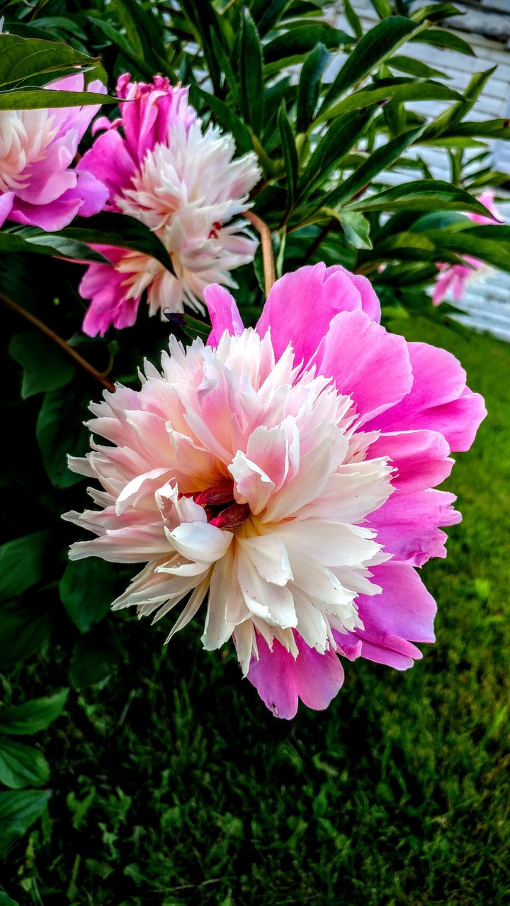 4k flower