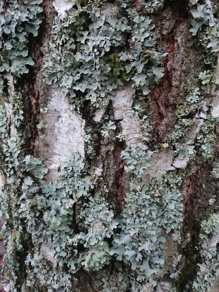 Lichen on birch tree