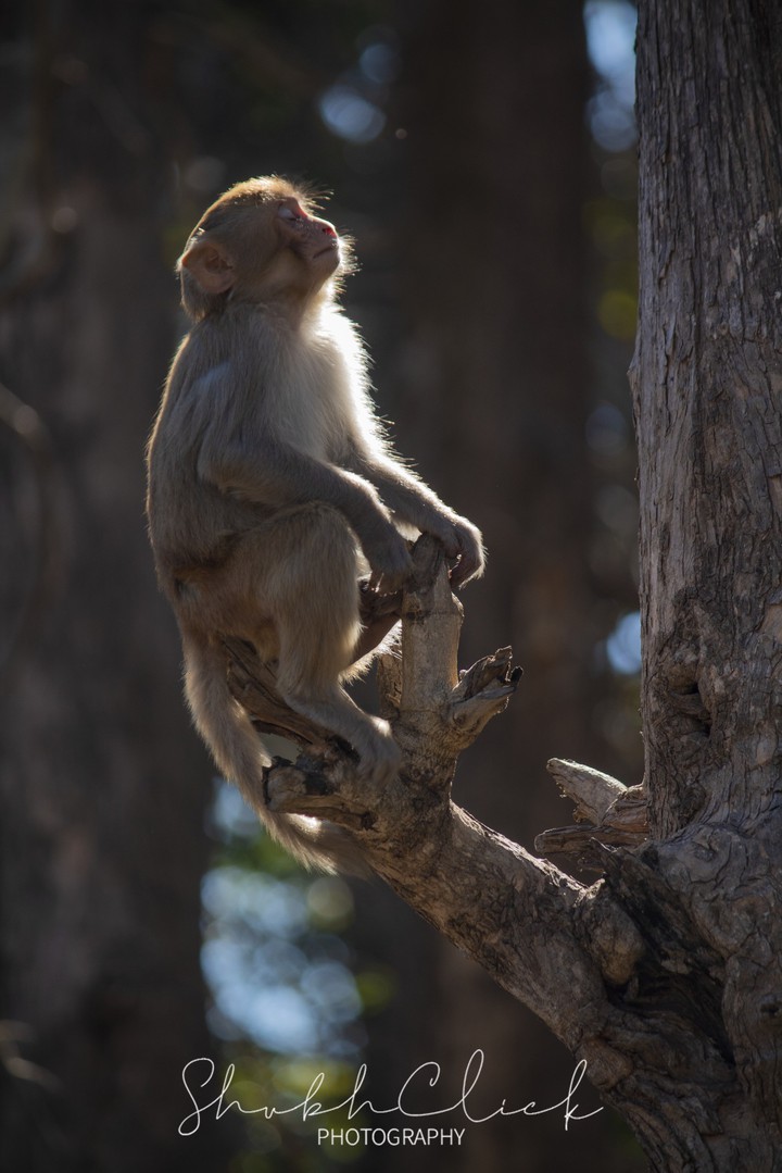 Meditation for Survival!