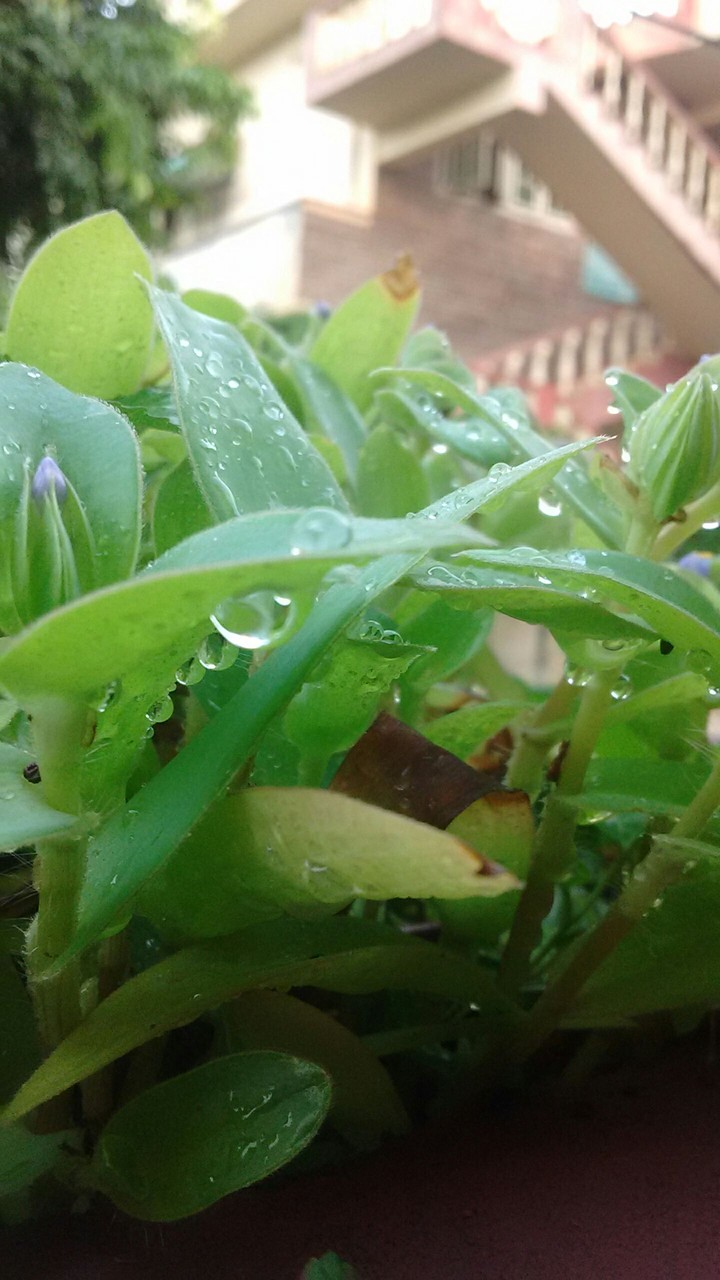 the winter drops