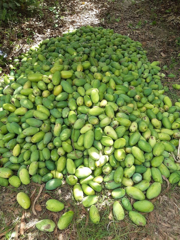 ?mango