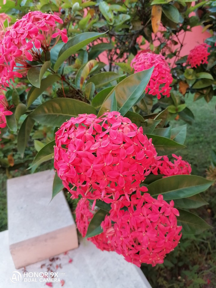 flowers...