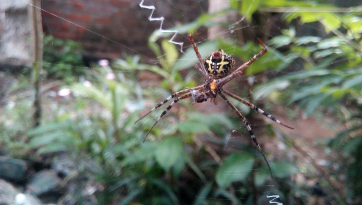Eight legged freak