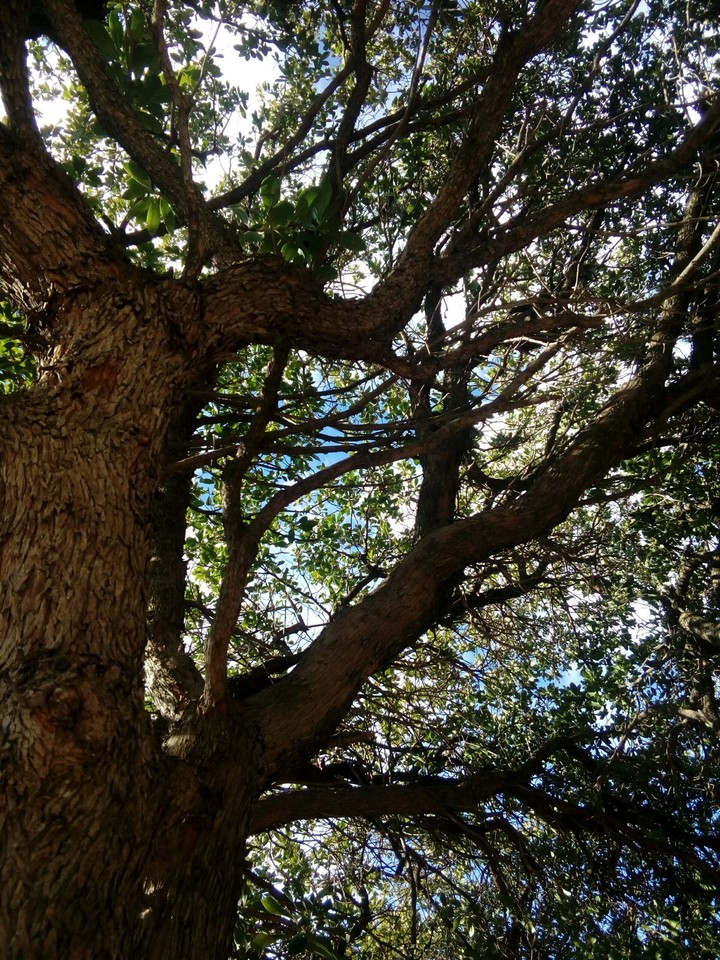 Library tree