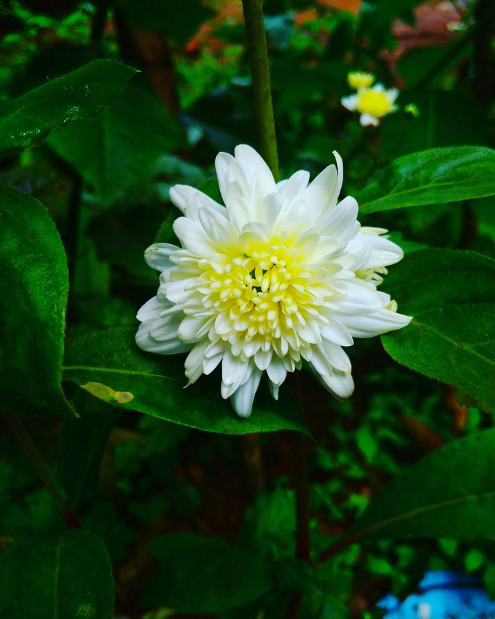 waite fllower