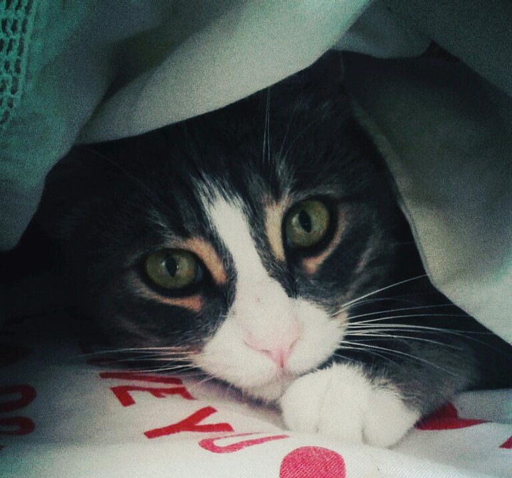 cat eyes