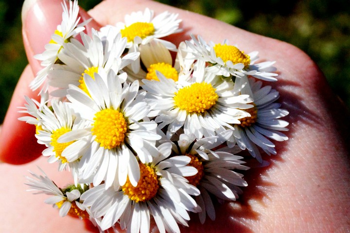 Handful of daisies