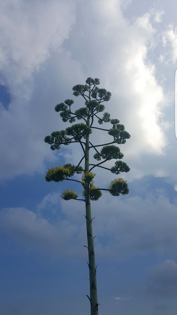 plant/sky