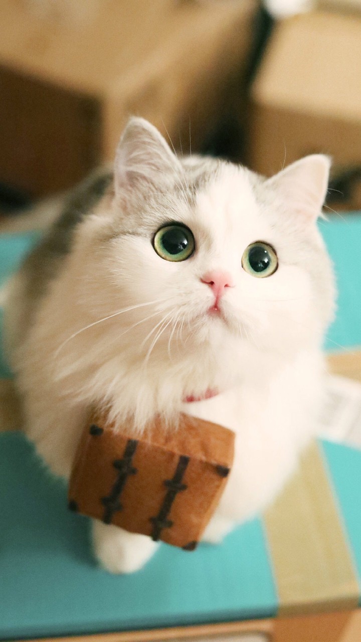 Waaao... its too cute