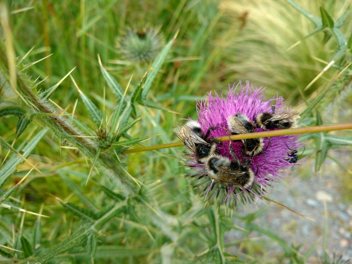 Bees