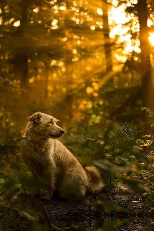 Dog