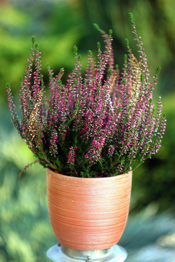 Flower pot