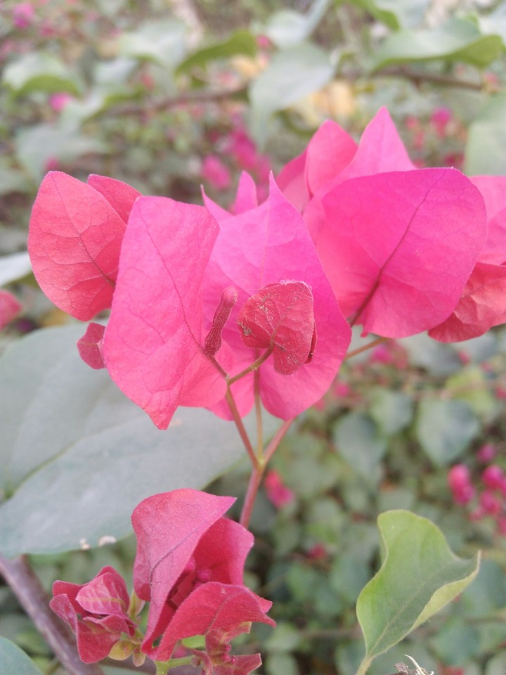 lovely flowers