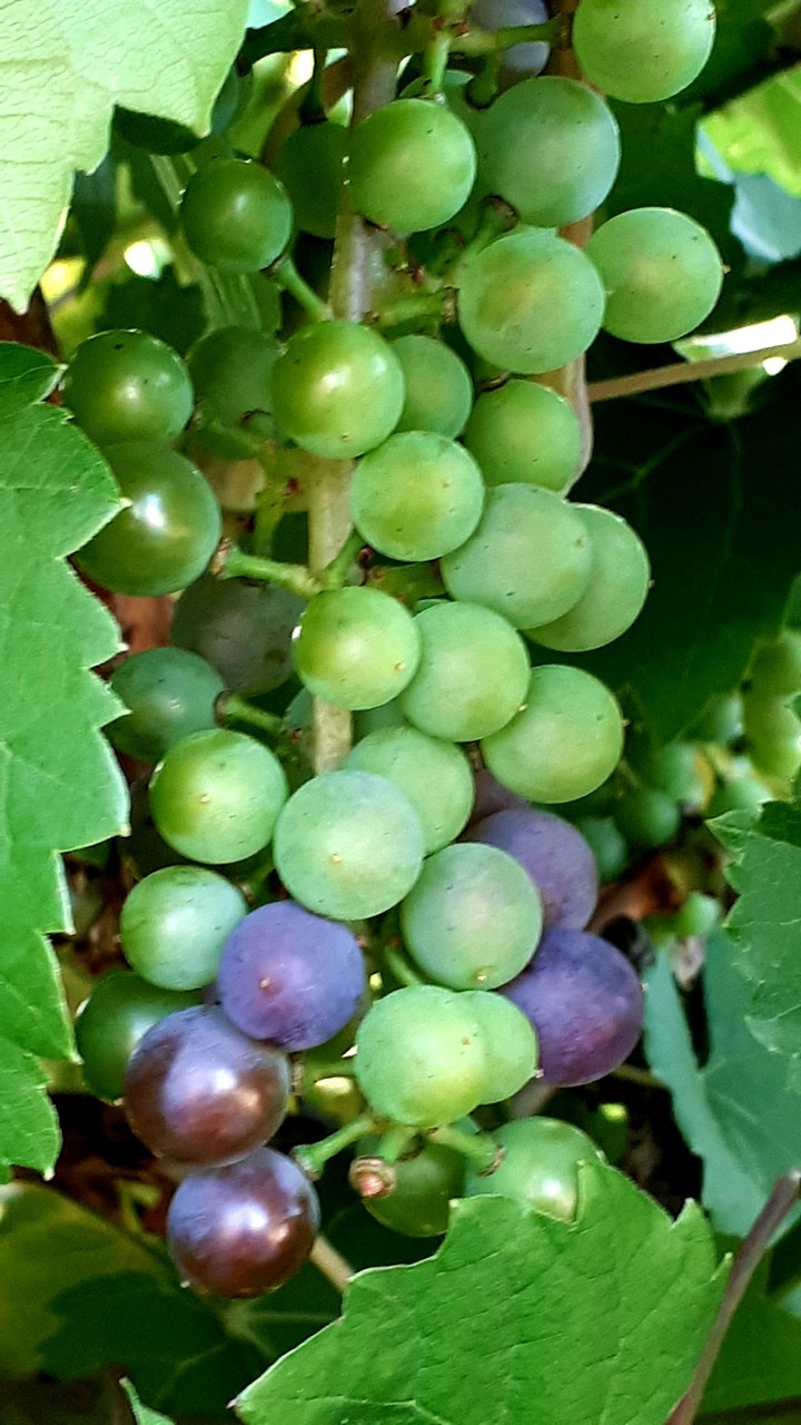 großes on a vine