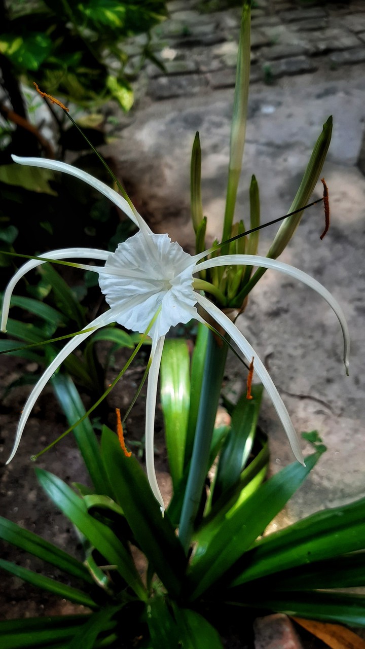 Beach spider lily.