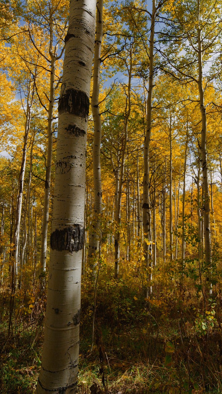 [Video Wallpaper] Yellow Tree