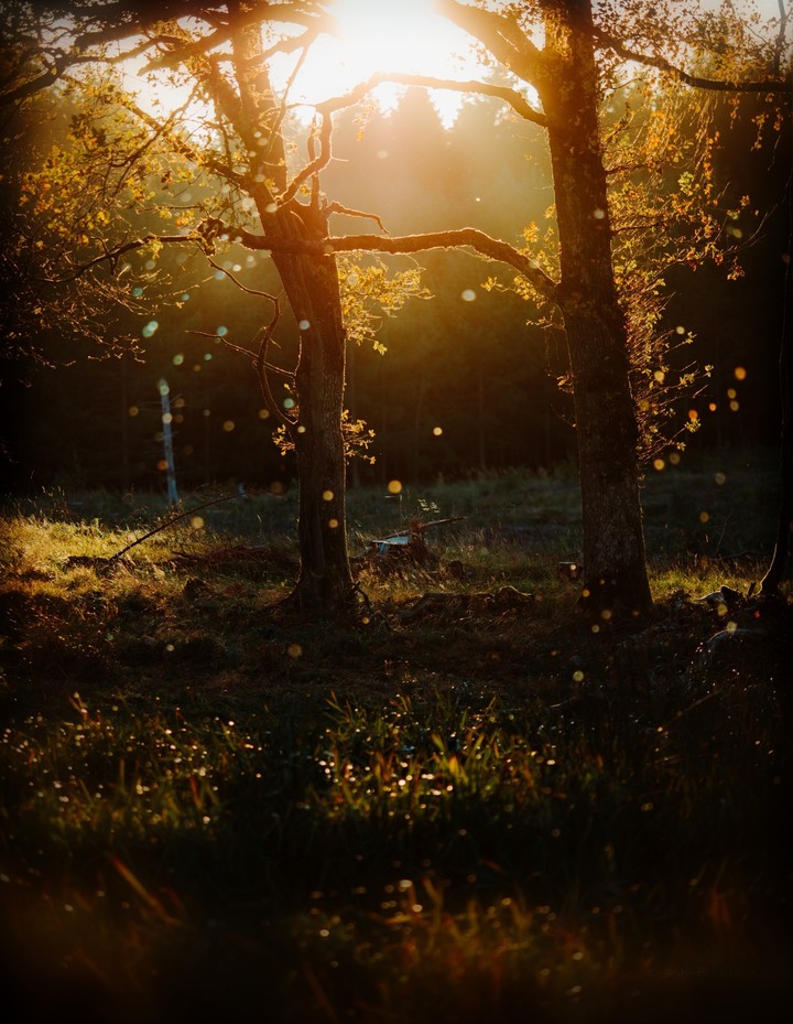 Sunburst at Forest