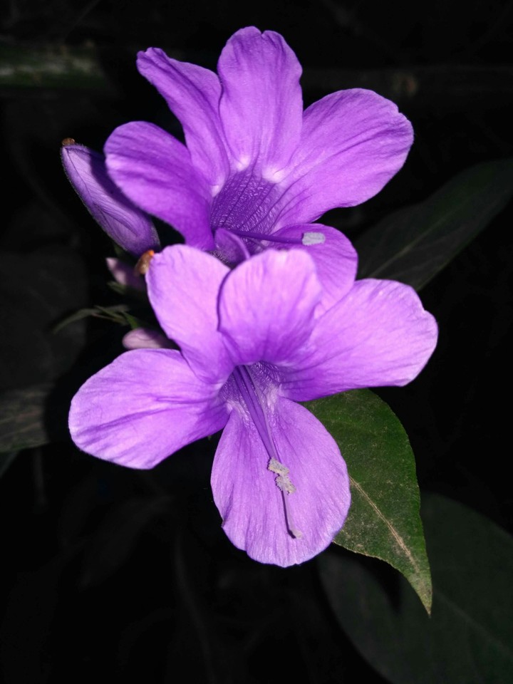 vault flower