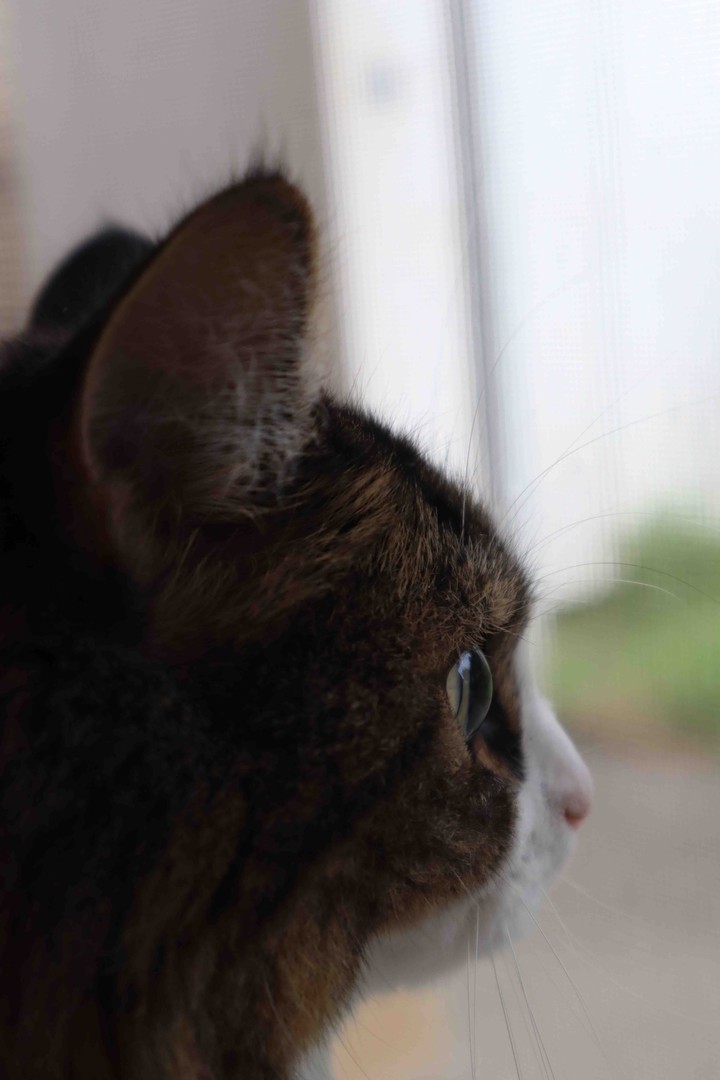 ねこ。