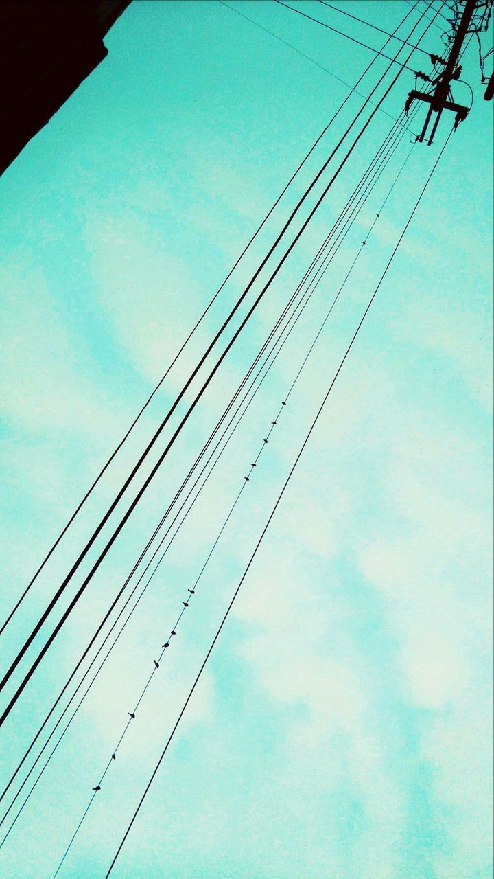 bird.
