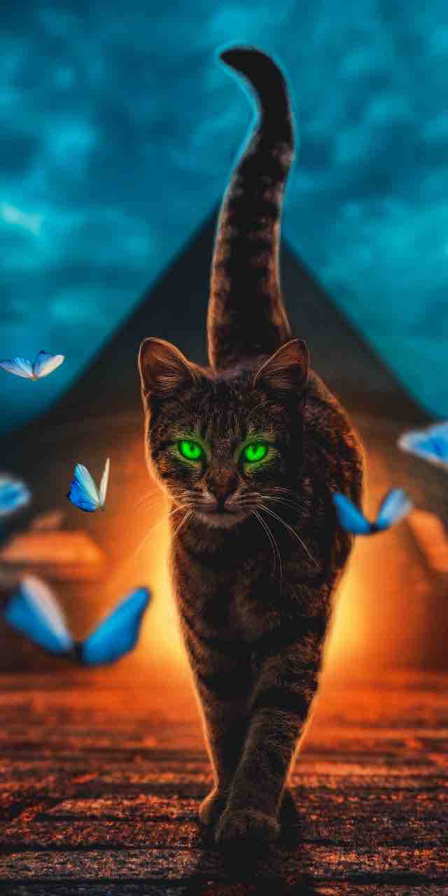 коте