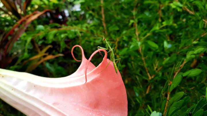 mantis religiosa