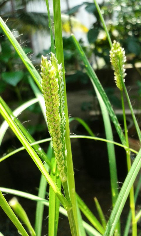 plant