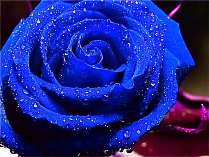 Diamond rose