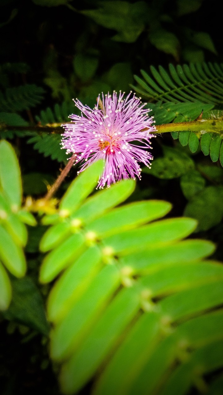 Touch me not flower