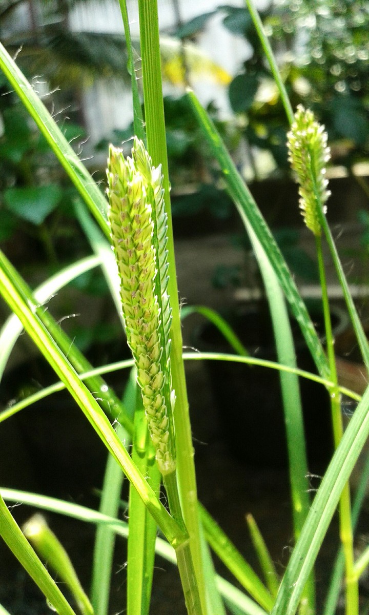 plant