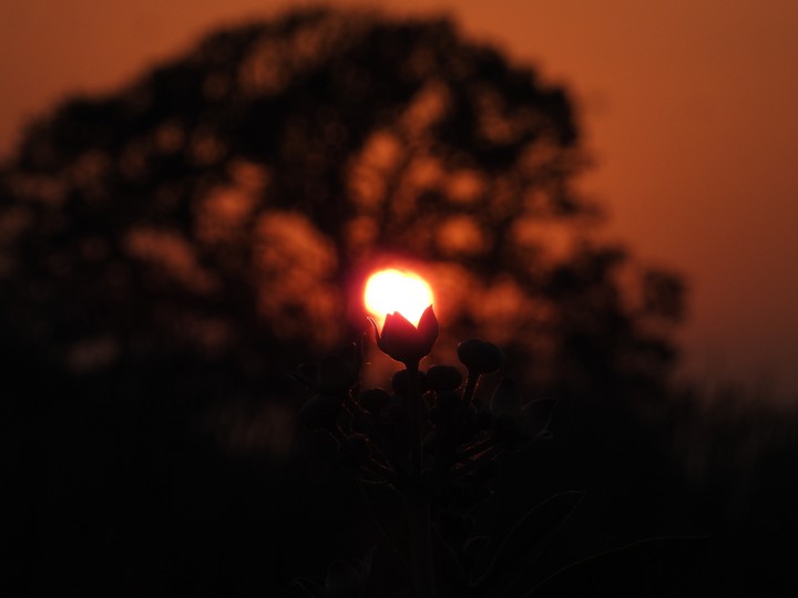 sun flower