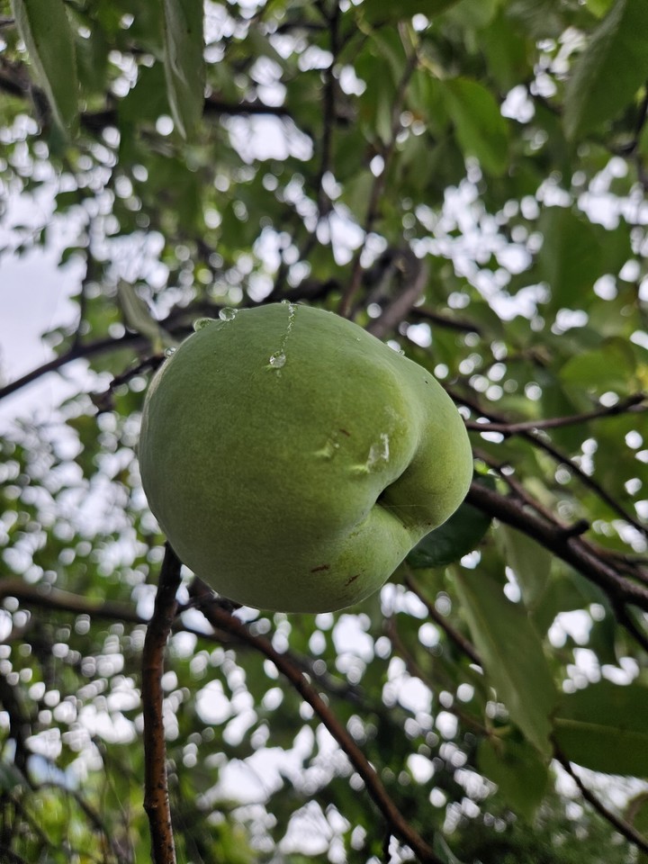 тапети food, fruit