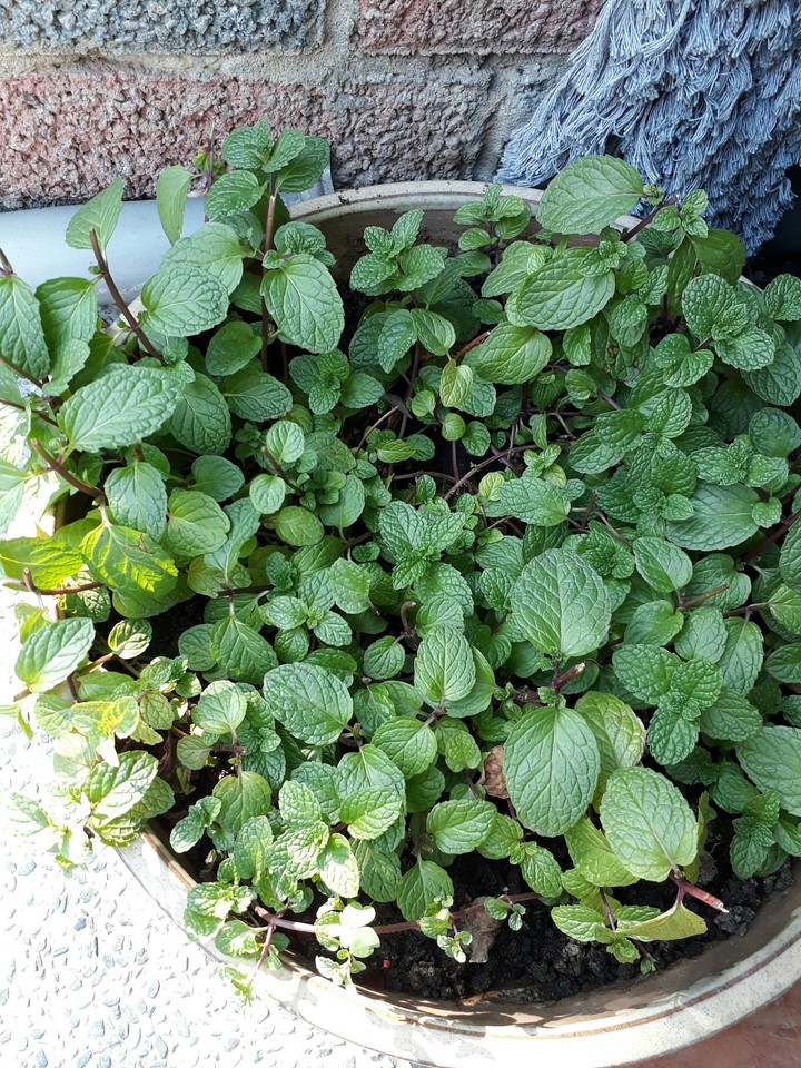 green mint 綠薄荷