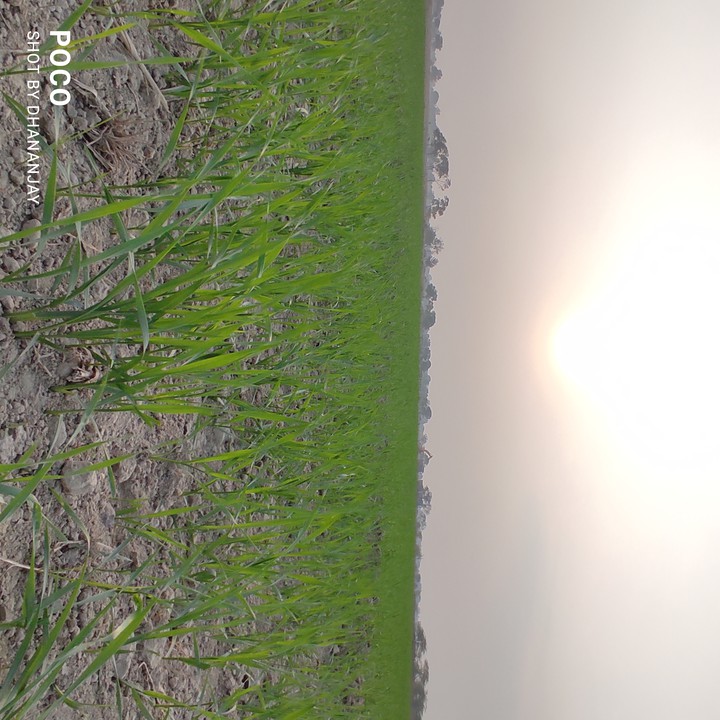 Wheat ???