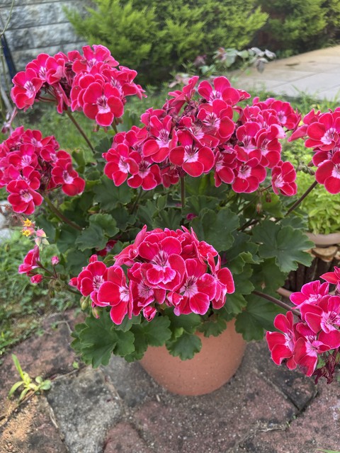 шпалери geraniums, flower