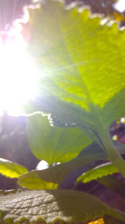 leaf