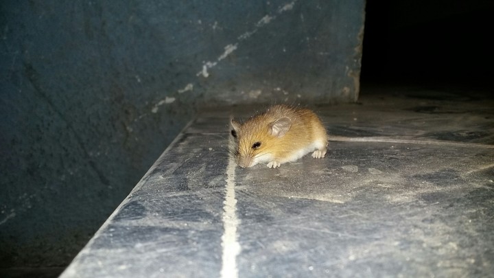 cuteee mouse