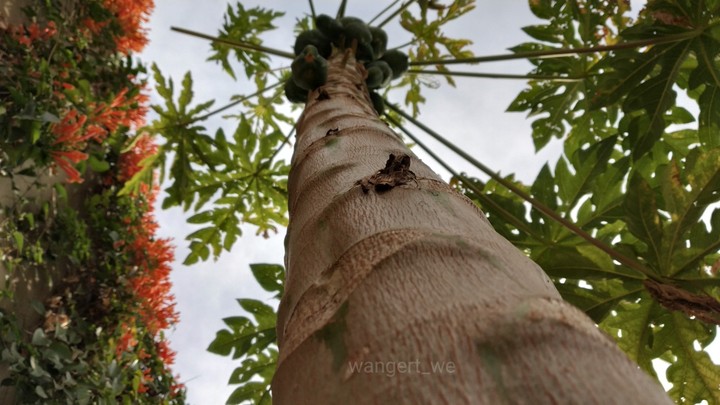 Papya tree
