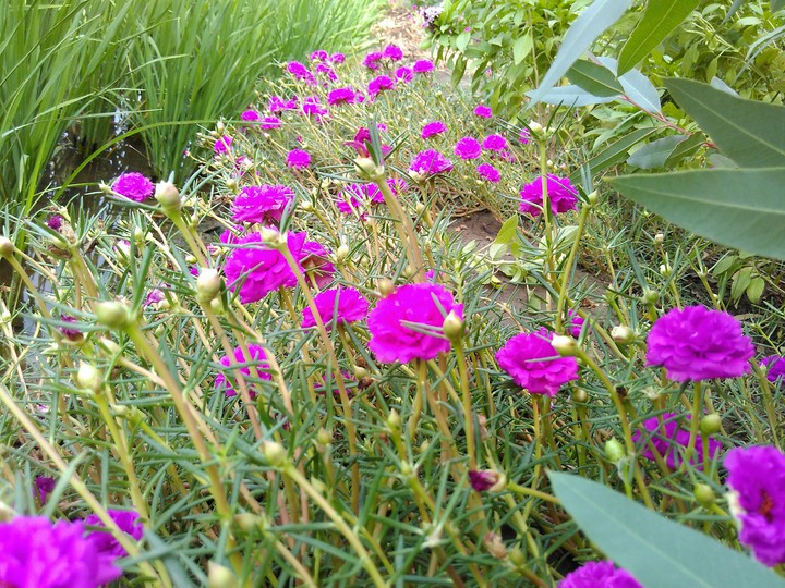 Flowers