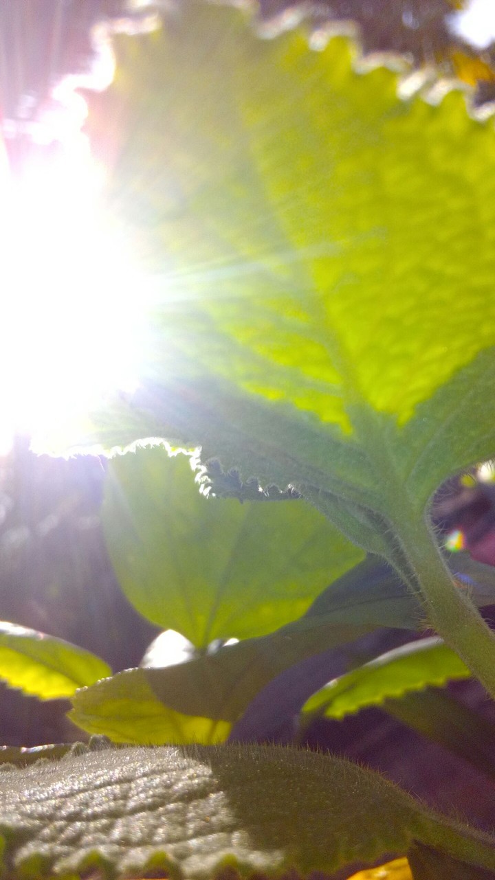 leaf