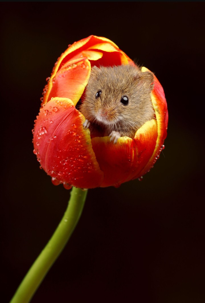 cutee