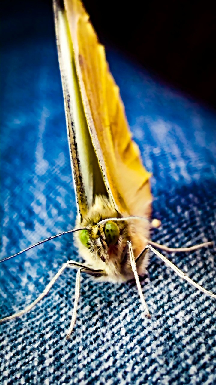 butterfly