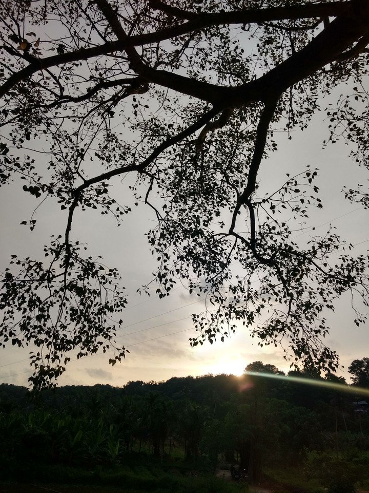 sunset and trees