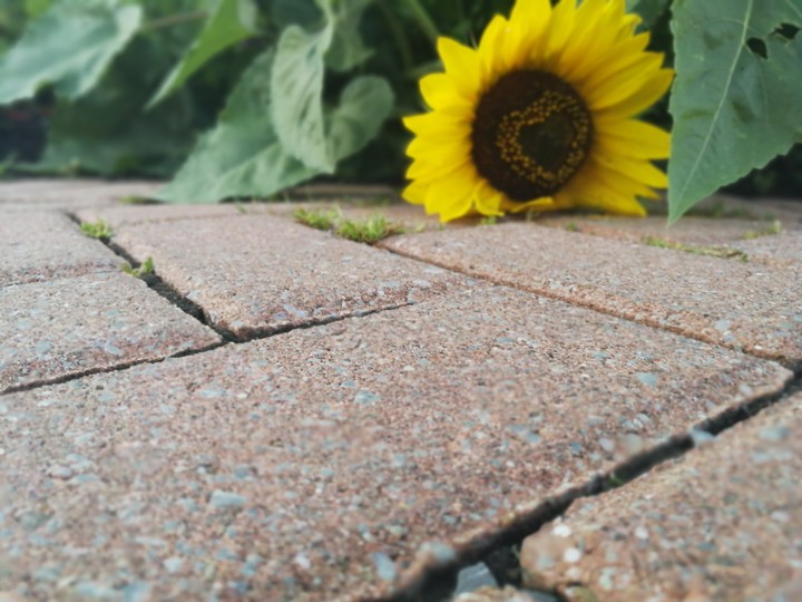 cemented flower yellow