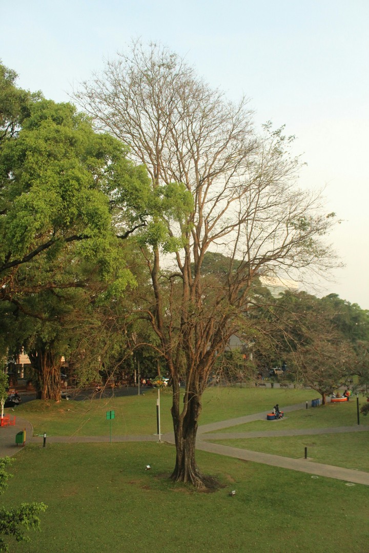 Trees in the city park