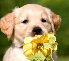Cute Puppy Holding A Yellow Flower
